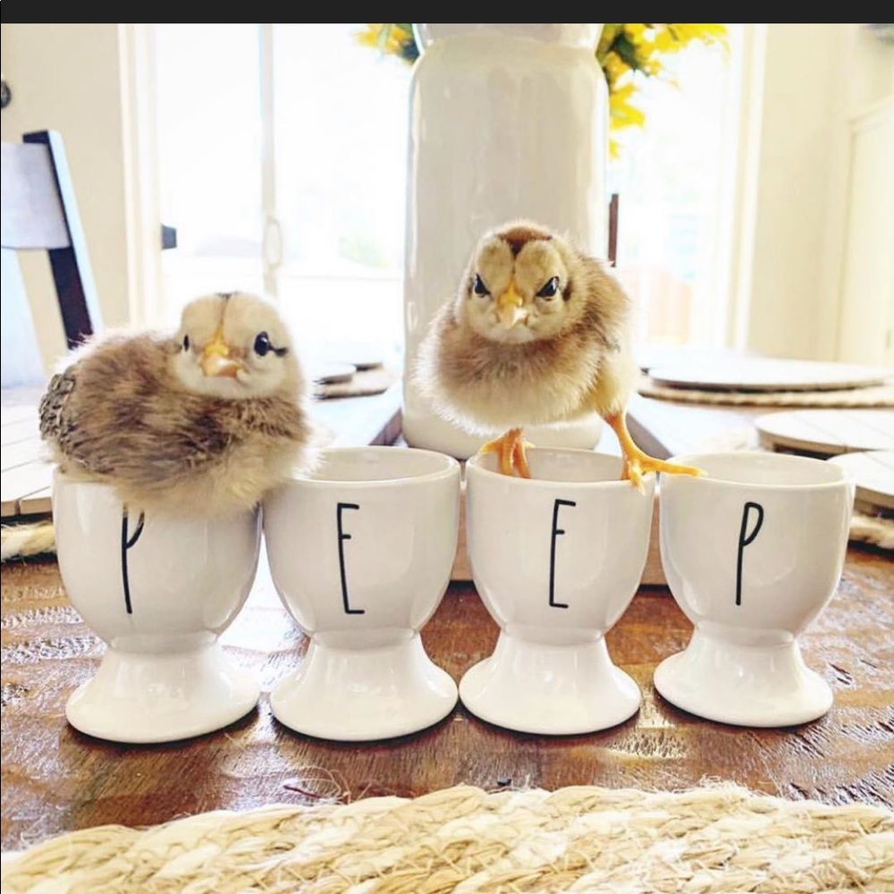 NWT Rae Dunn PEEP Egg Holder (2 Sets)